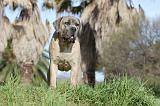CANE CORSO 382